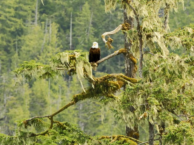 Chilkat Bald Eagle Preserve