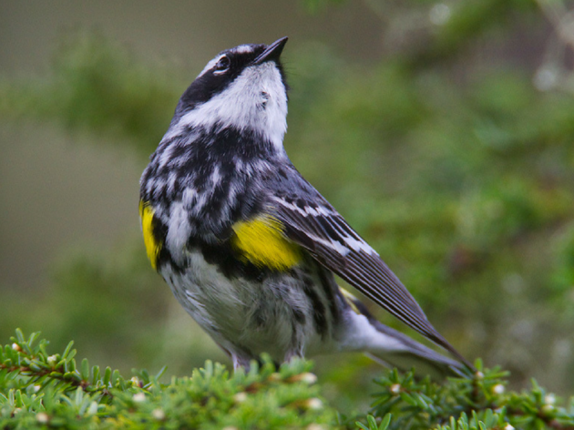 Anchorage Bird Walks