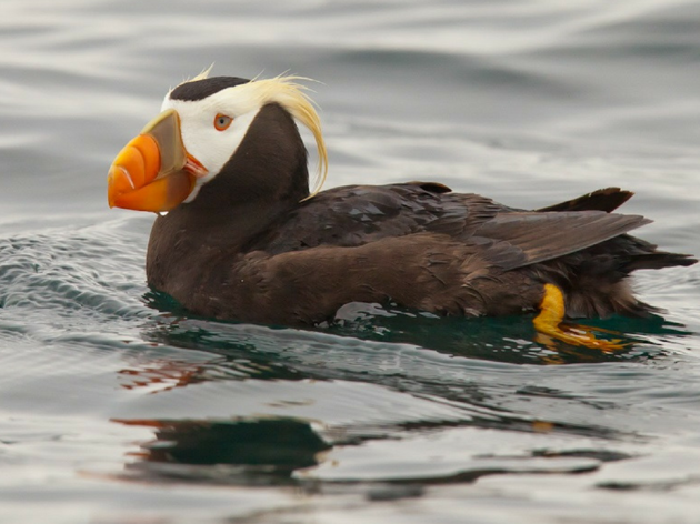 Alaska's Important Bird Areas