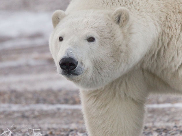 Arctic Marine Data