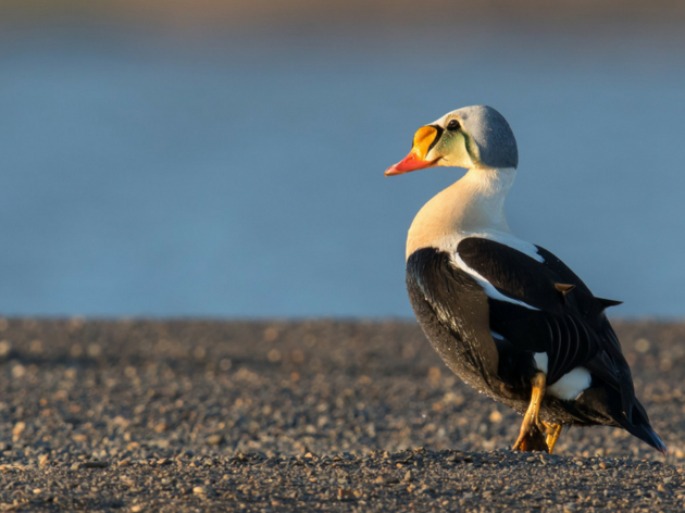 Beaufort Sea