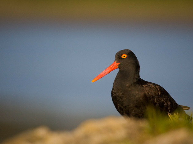 Alaska's Audubon Chapters