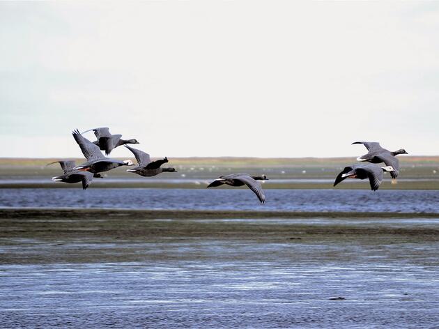 Izembek: An Incredibly Critical Migratory Bird Habitat Is at Risk