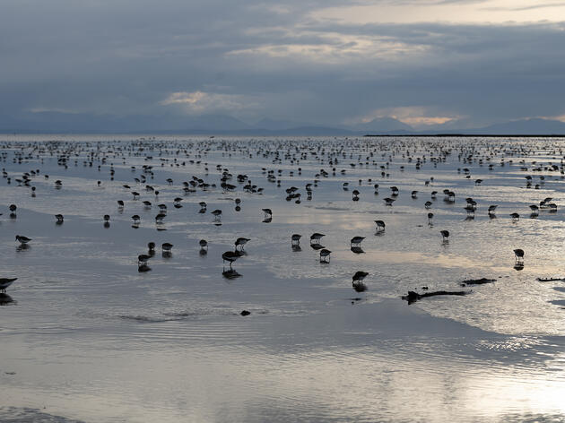 Sandpipers’ Last Supper