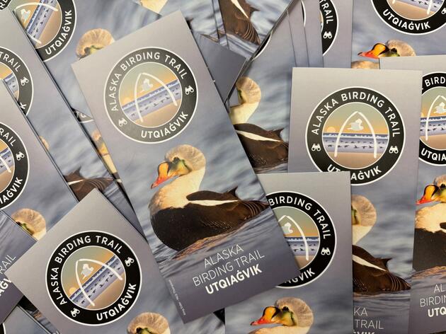 Utqiaġvik Birding Trail