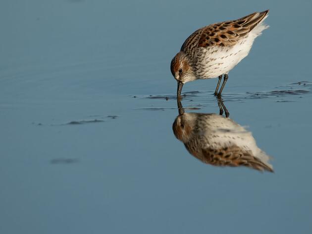 Let Them Eat Mud: How Biofilm Can Change Shorebird Conservation