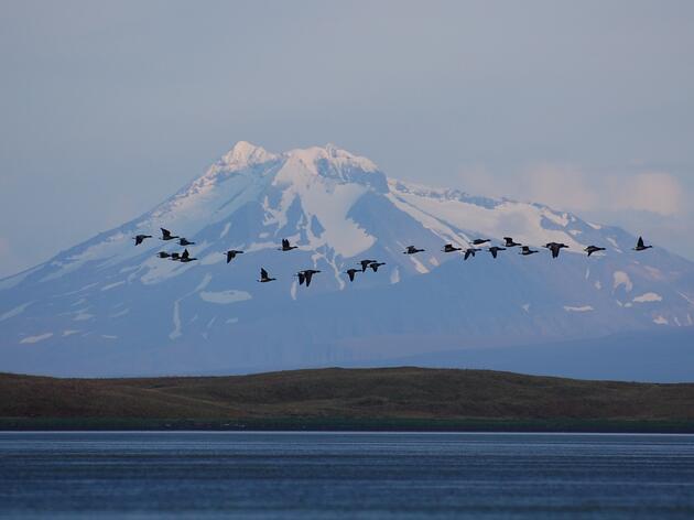 Show up for Izembek National Wildlife Refuge on Monday!