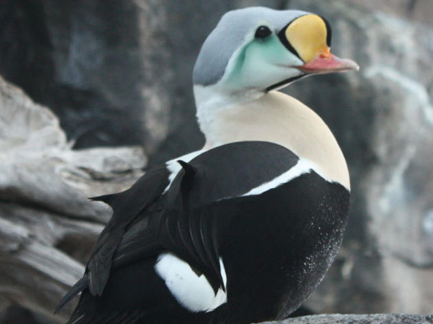 Audubon Science and Maps Highlight Vulnerable Arctic Wildlife