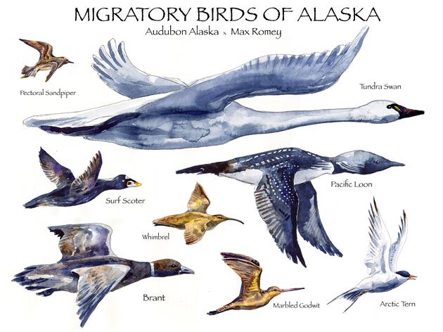 Migratory Bird and Egg Posters