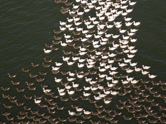 A River of Birds: North to Alaska