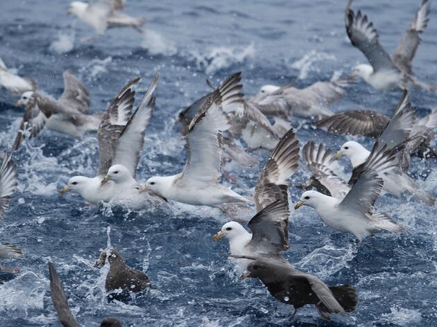 When Ships Meet Seabirds: Mapping Risk in Alaska’s Waters