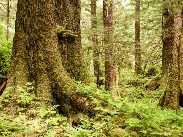 The Tongass and the Era of Old-Growth Protections