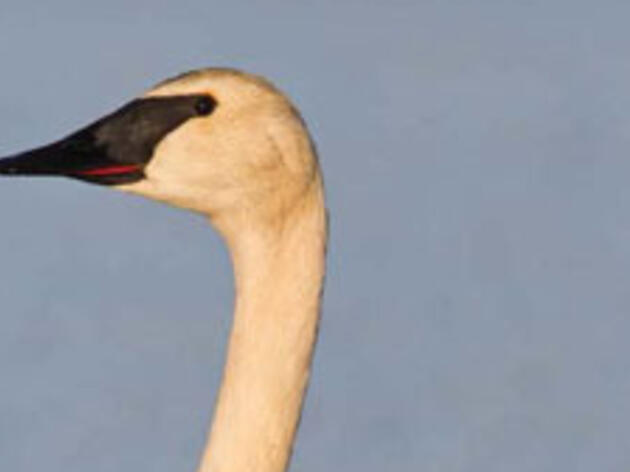 Alaska Birding Checklists