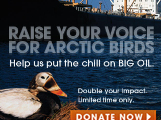 Raise Your Voice for Arctic Birds!