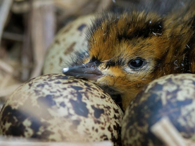 Silver Lining for Shorebirds: New Study Shows Arctic Nesting Species Are Cued into Climate Change