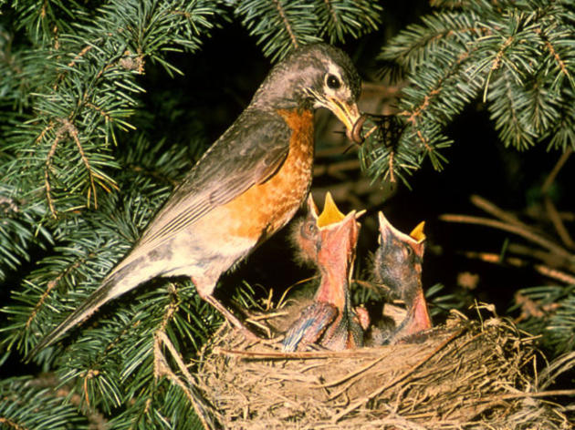 Your Groceries Help Birds: Fred Meyer Community Rewards