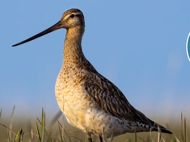 Shorebirds for Today & Tomorrow/Ceńairet Maa-irpak Kingunemteńun-llu