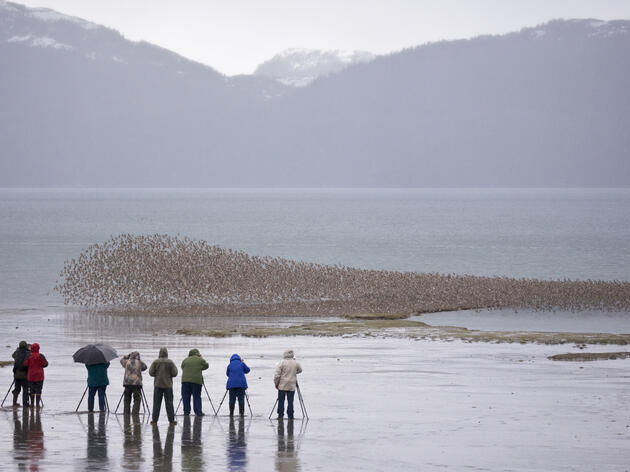 Alaska's 2025 Bird Festivals