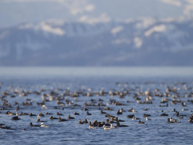 Audubon Releases Migration Study Done in the Chilkat Valley on Jilkáat Aani