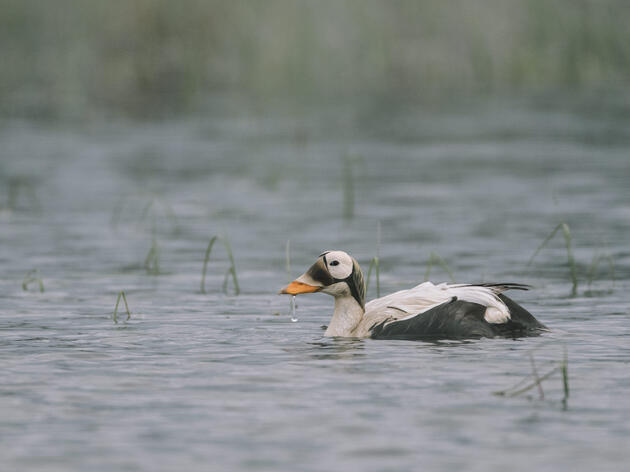 Why Protecting Alaska’s Western Arctic Matters Now More Than Ever