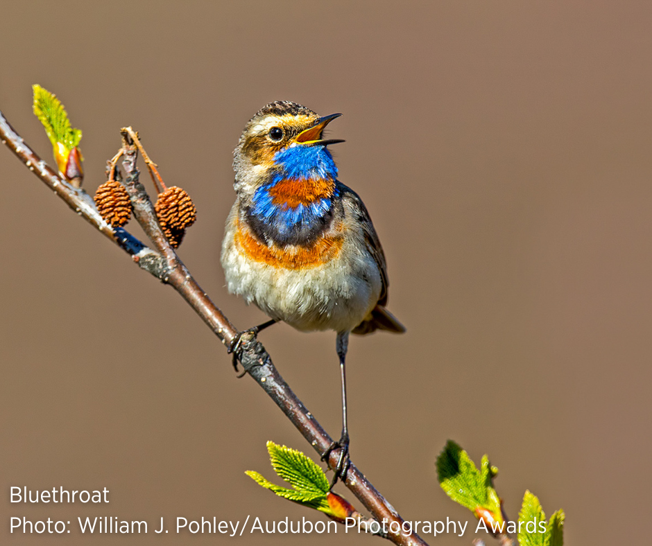 Bluethroat Bluethroat