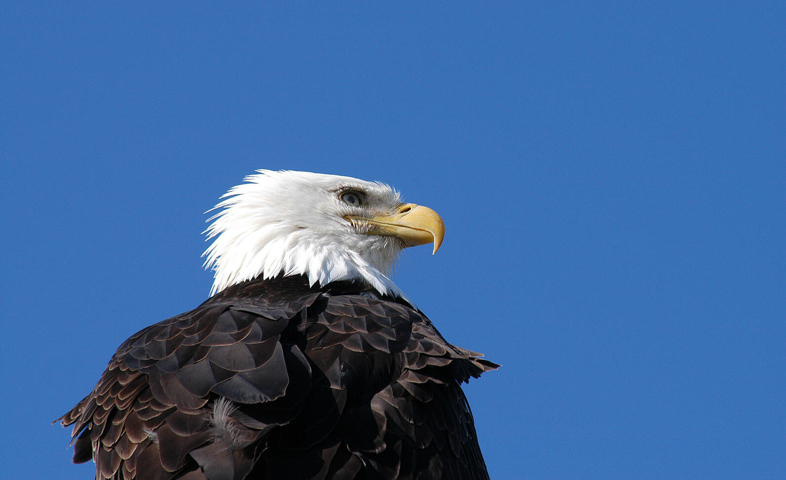 Bald Eagle. Bald Eagle.