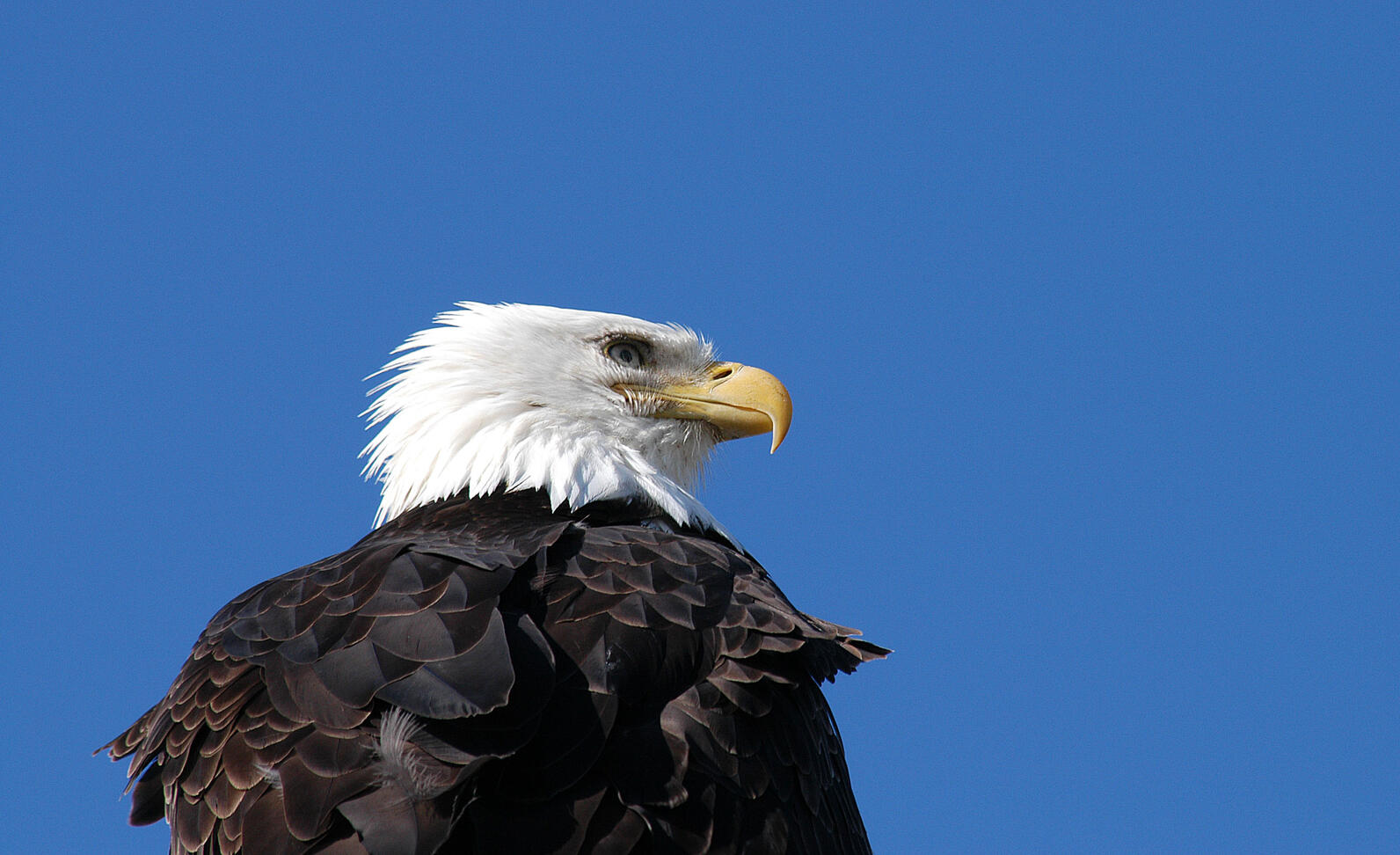 Bald Eagle.