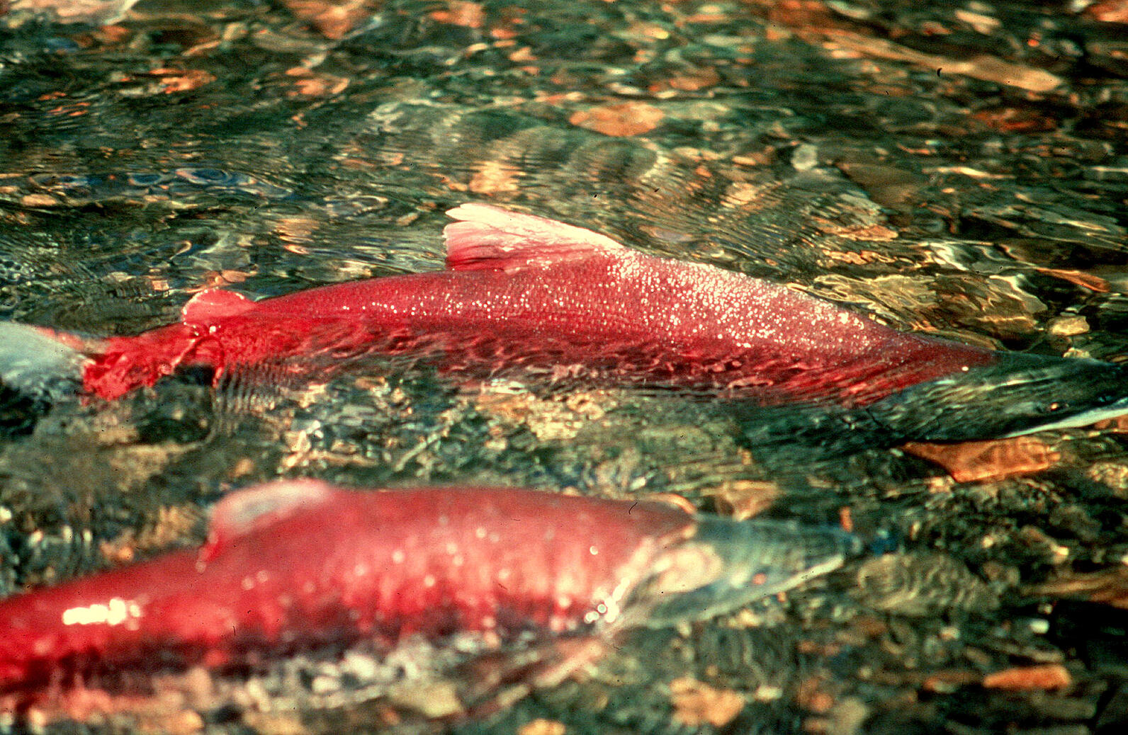 Red fish in stream