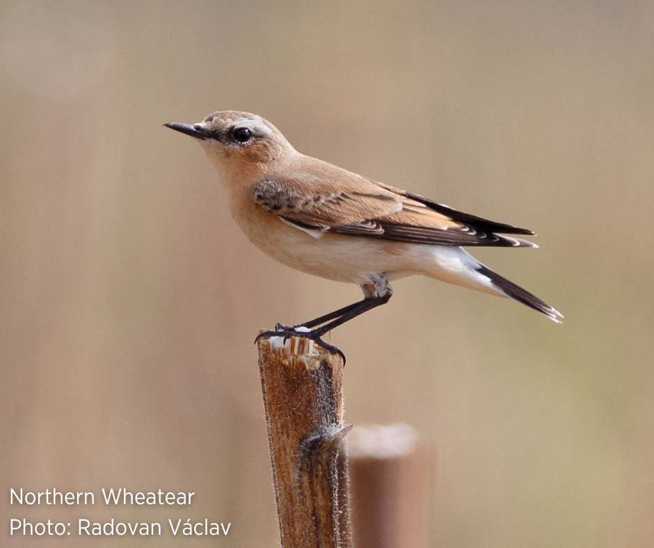 Northern Wheatear Northern Wheatear