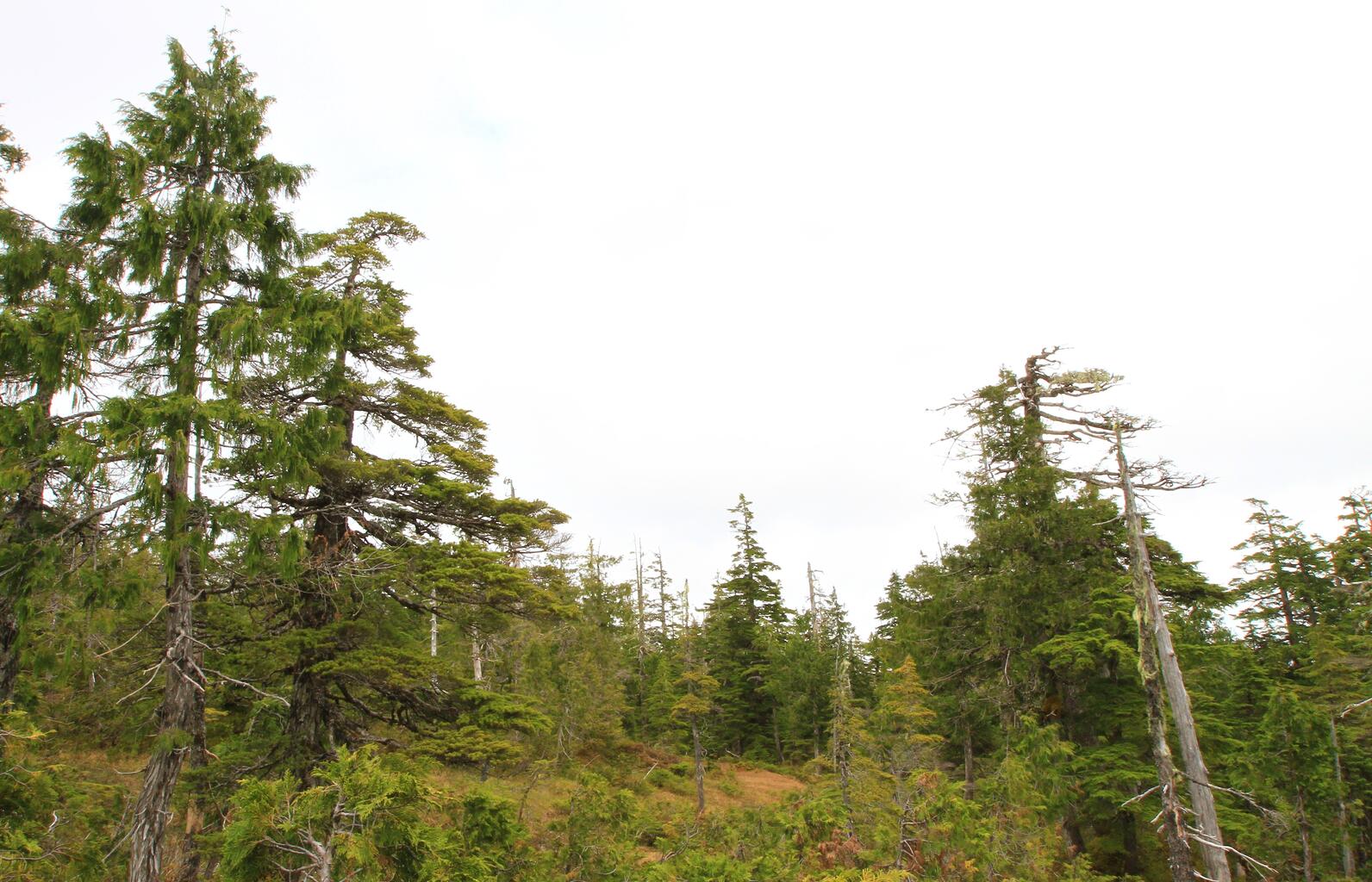 Tongass National Forest. Tongass National Forest.