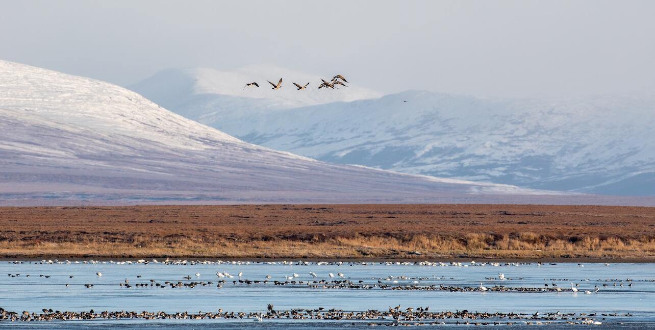 Birds in sound with mountains