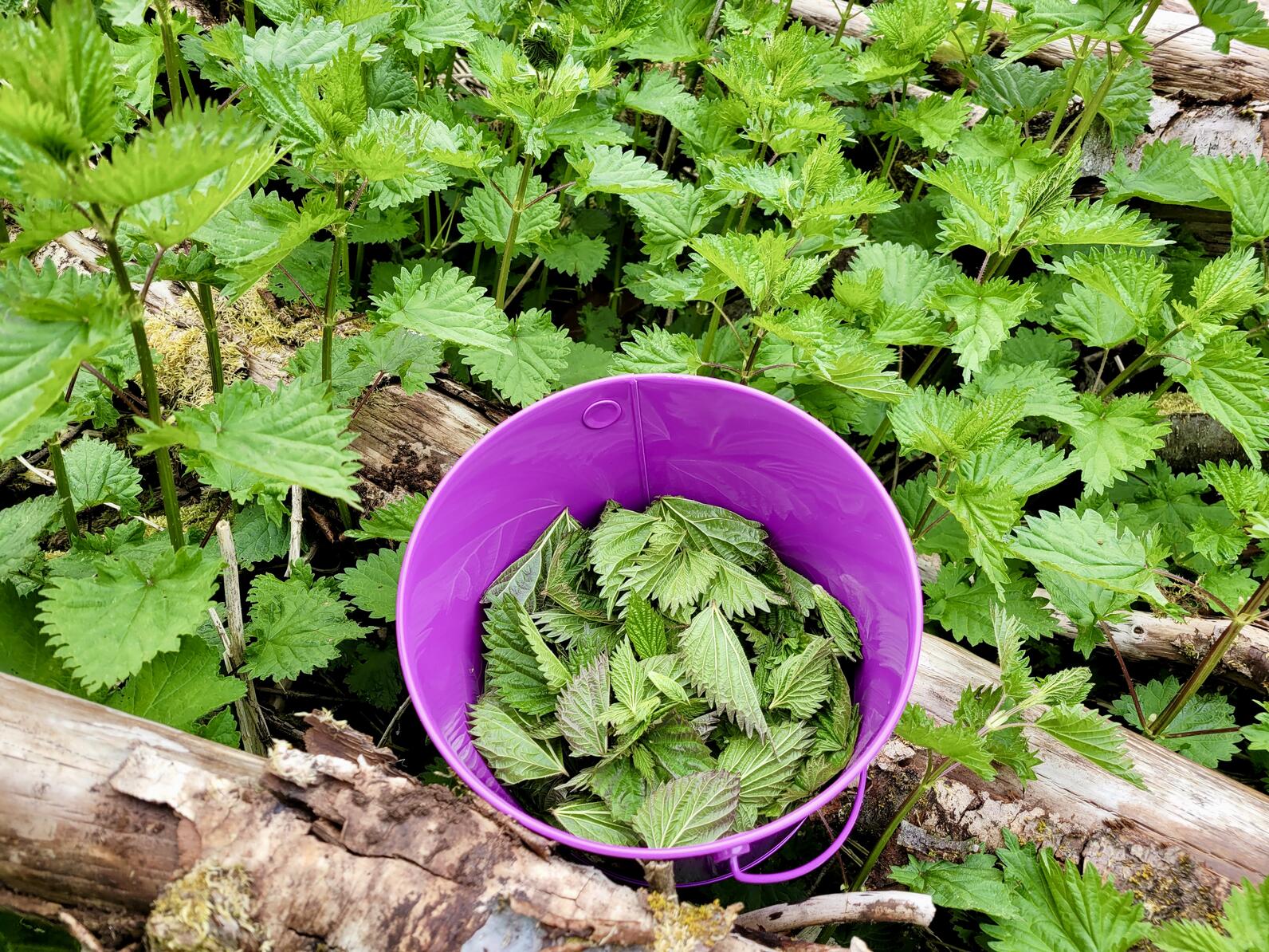 Nettle and pink bucket