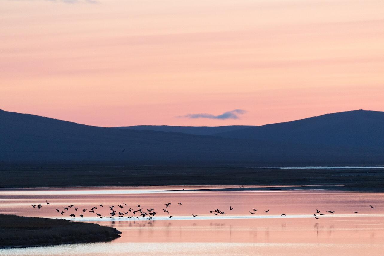 Geese and mountains at sunrise