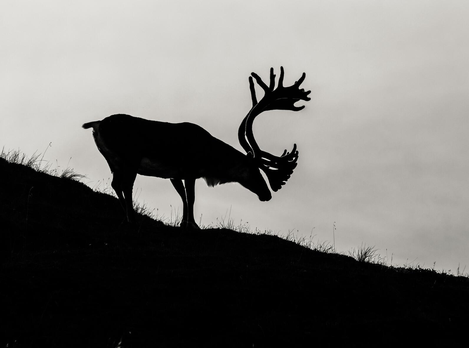 Silhouette of single caribou