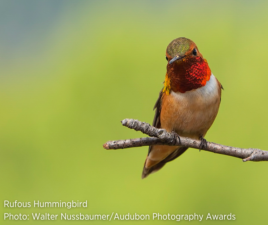 Rufous Hummingbird Rufous Hummingbird