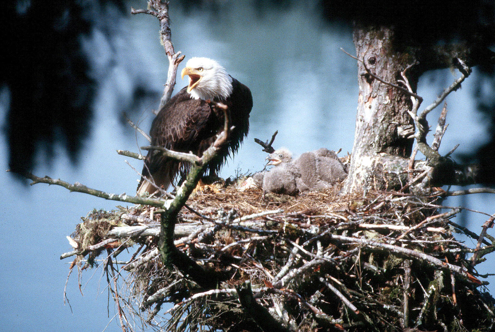 Bald Eagle nest Bald Eagle nest
