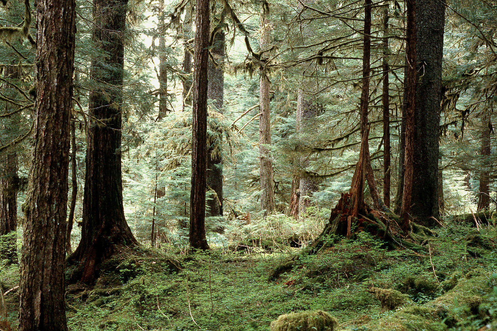 Old-growth forest in the Tongass. Old-growth forest in the Tongass.