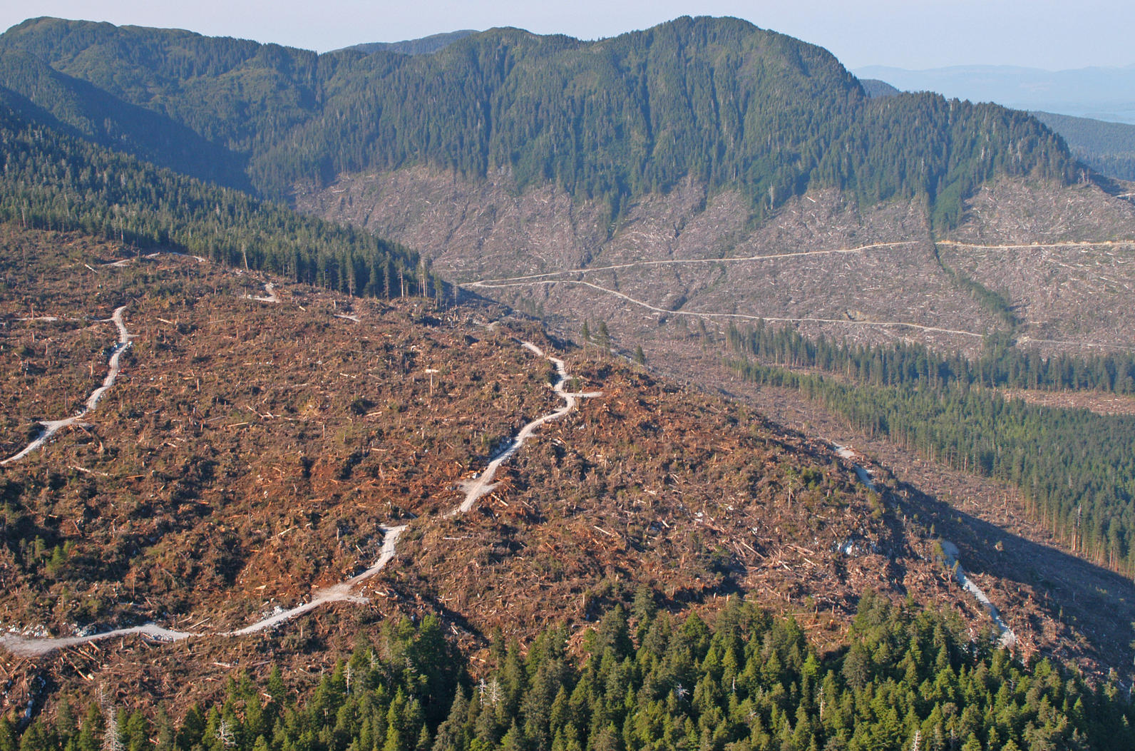 Clearcut logging in the Tongass.