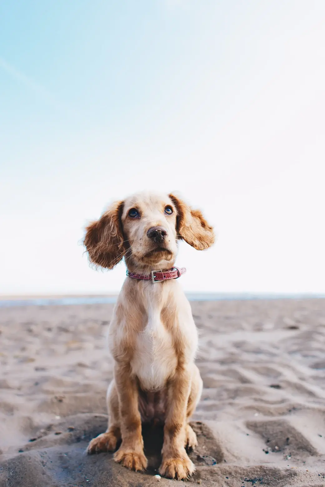 Brown dog sitting on sandy beach