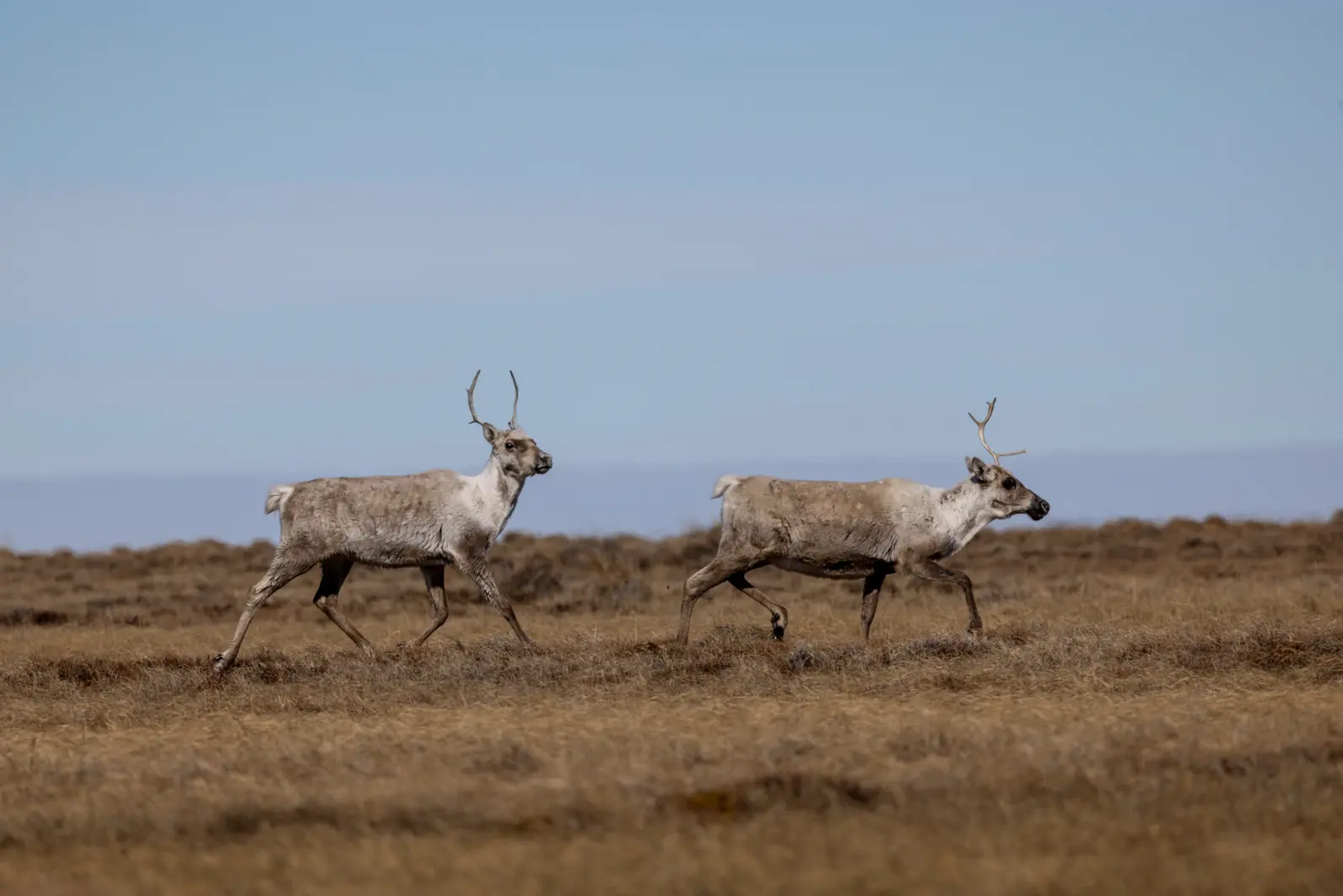 Two caribou running on Alaska's North Slope.