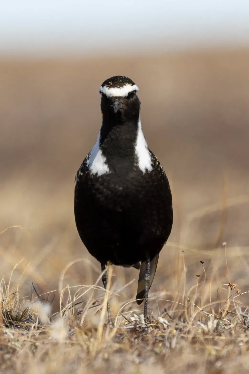 American Golden-Plover standing on tundra