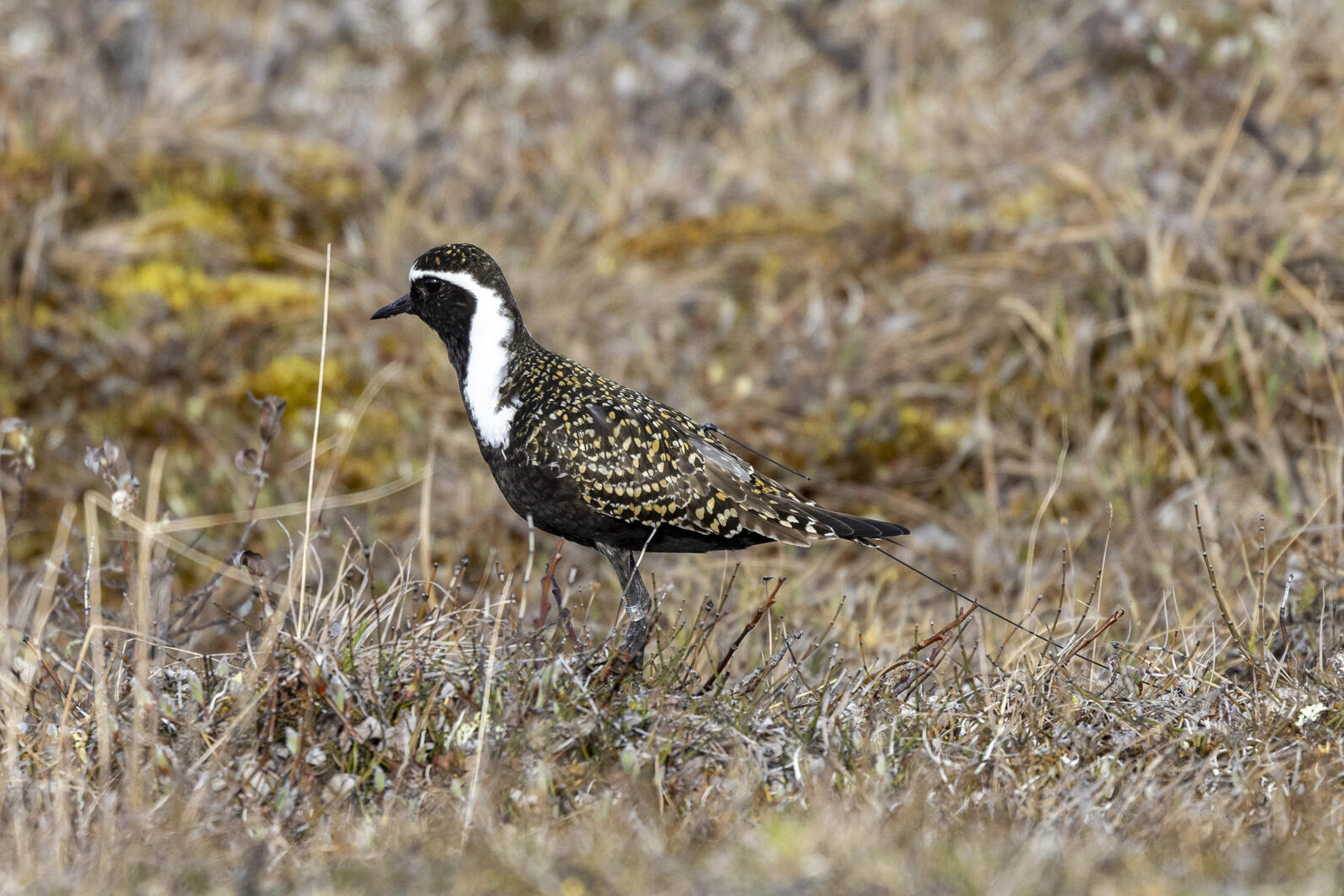 A marked American Golden-Plover (notice the antenna off the rump).