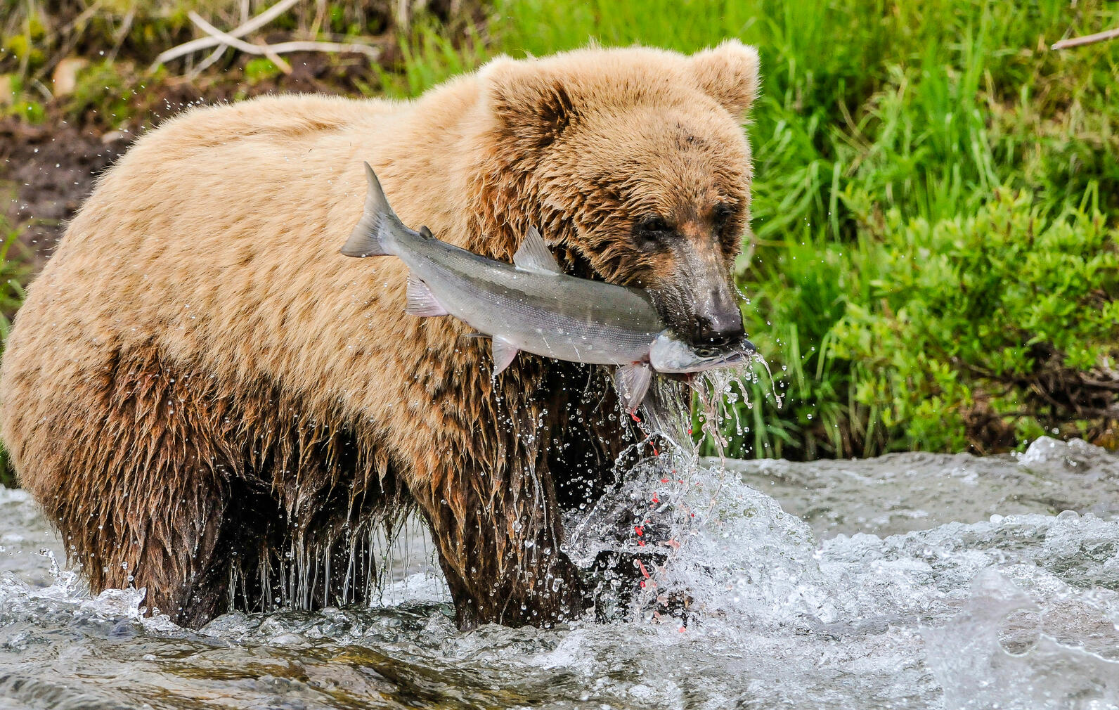 Brown bear holding salmon in stream