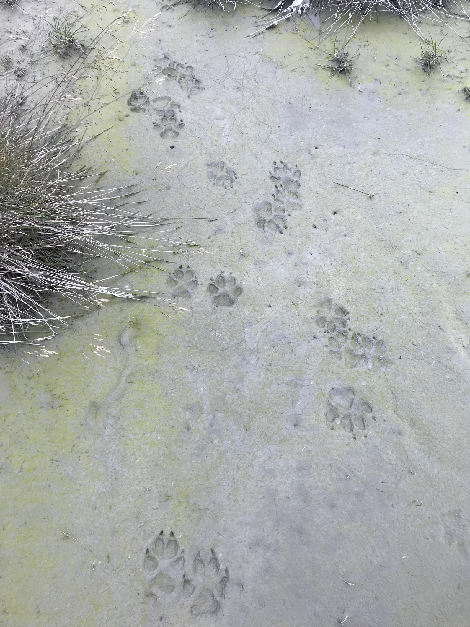 The Alexander Archipelago Wolf is a regionally distinct species found in Southeast Alaska.