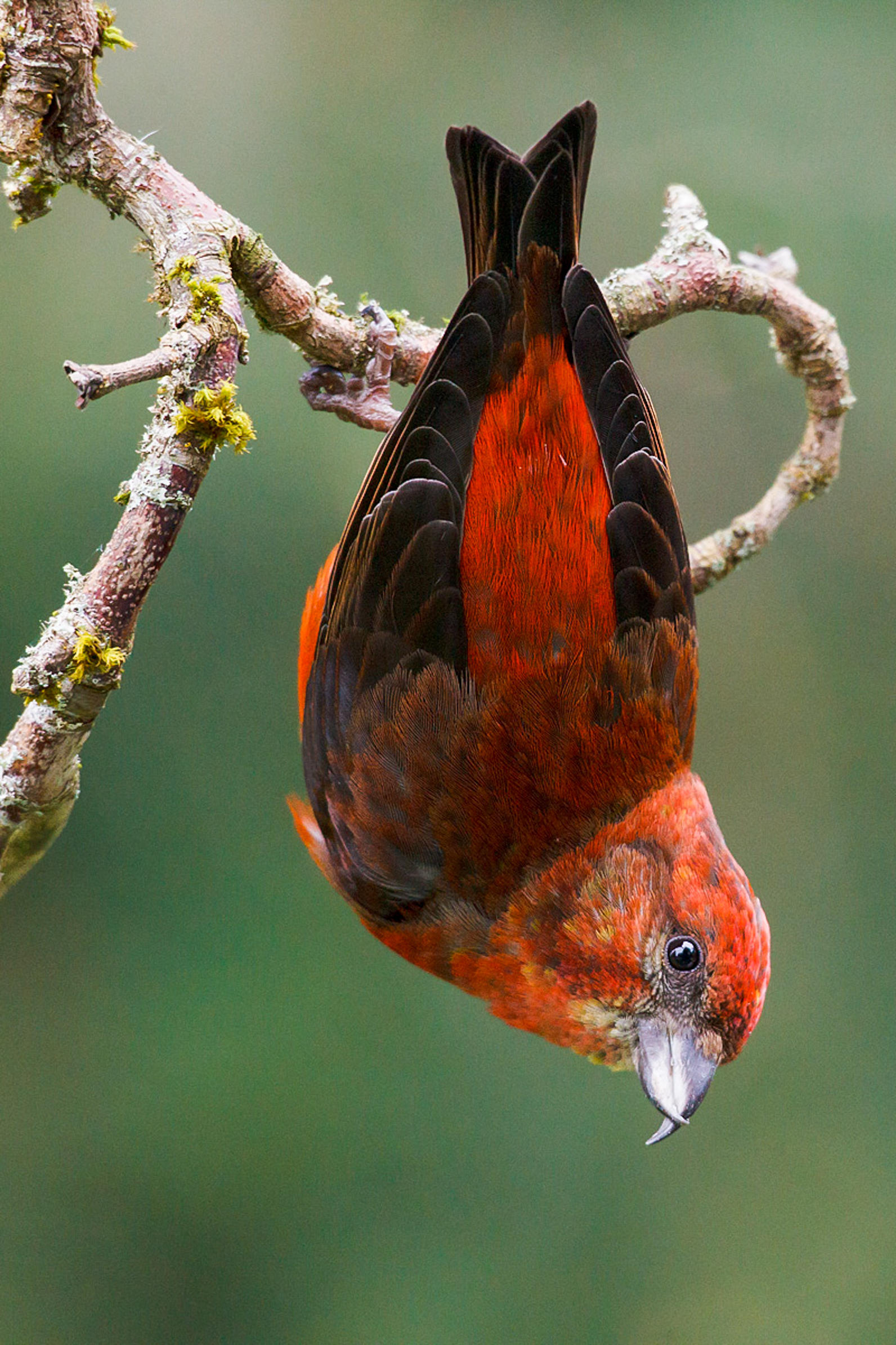 Red Crossbill. Red Crossbill.
