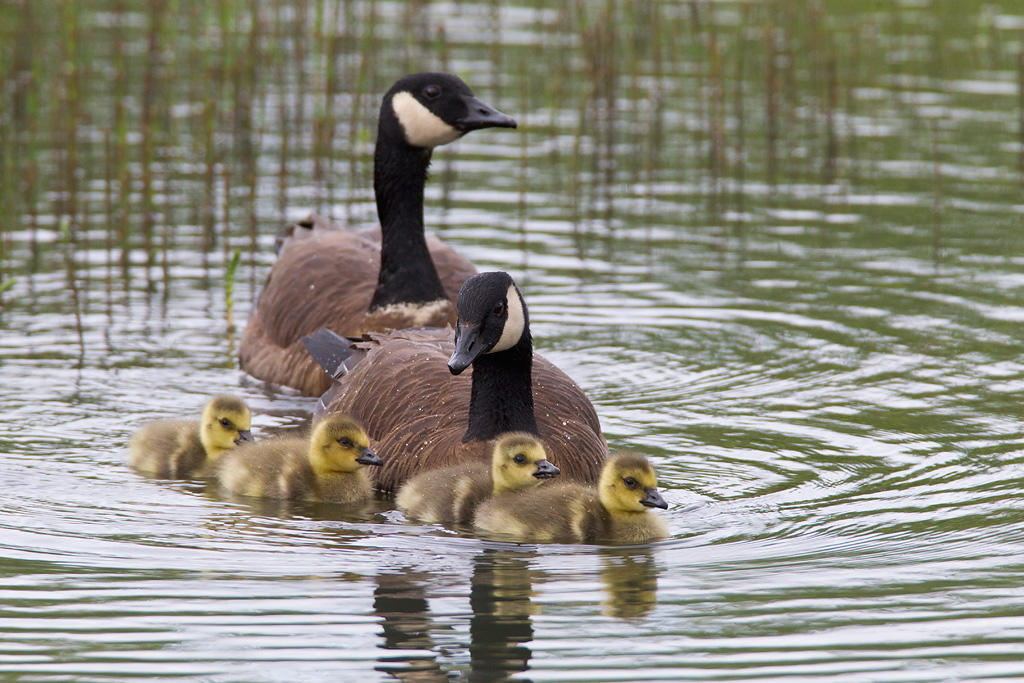 Canada Goose. 