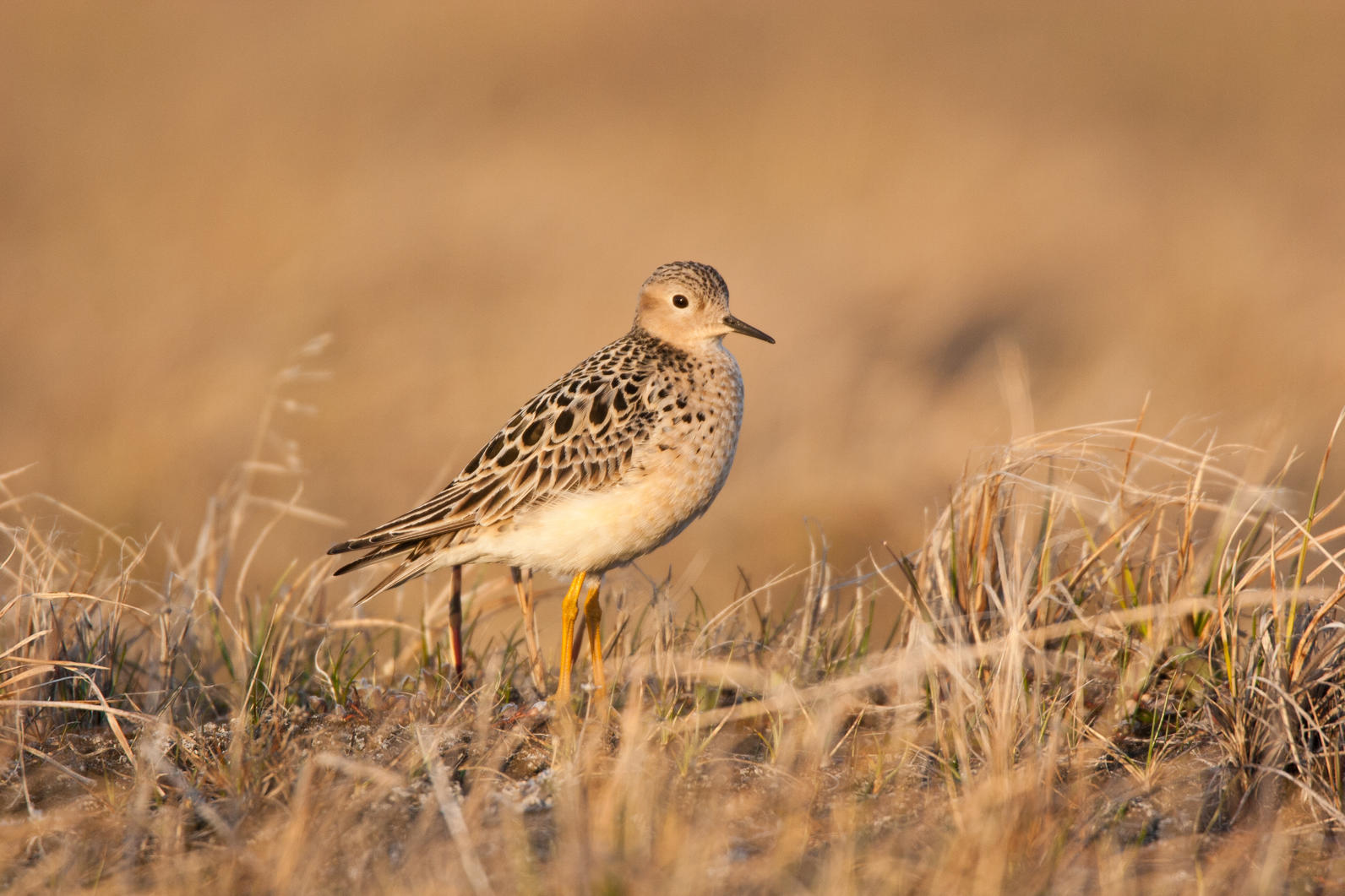 Arctic National Wildlife Refuge