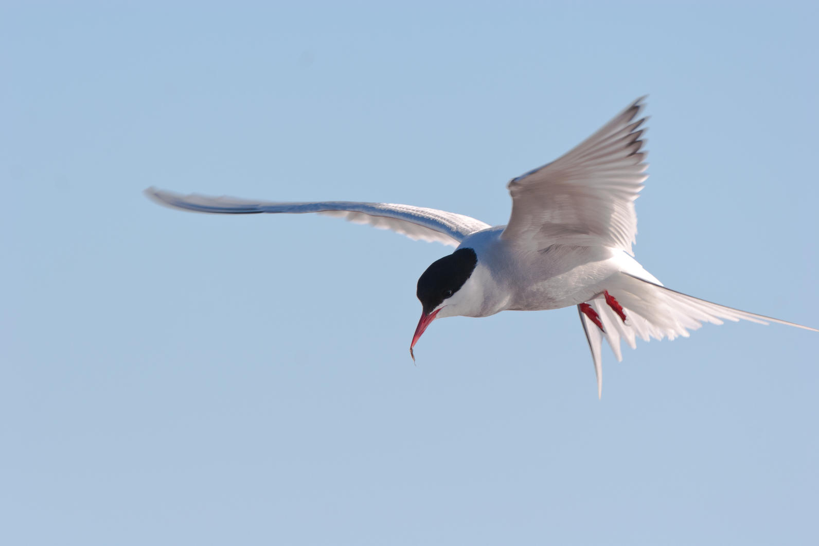 Arctic Tern over the Arctic Refuge Arctic Tern over the Arctic Refuge