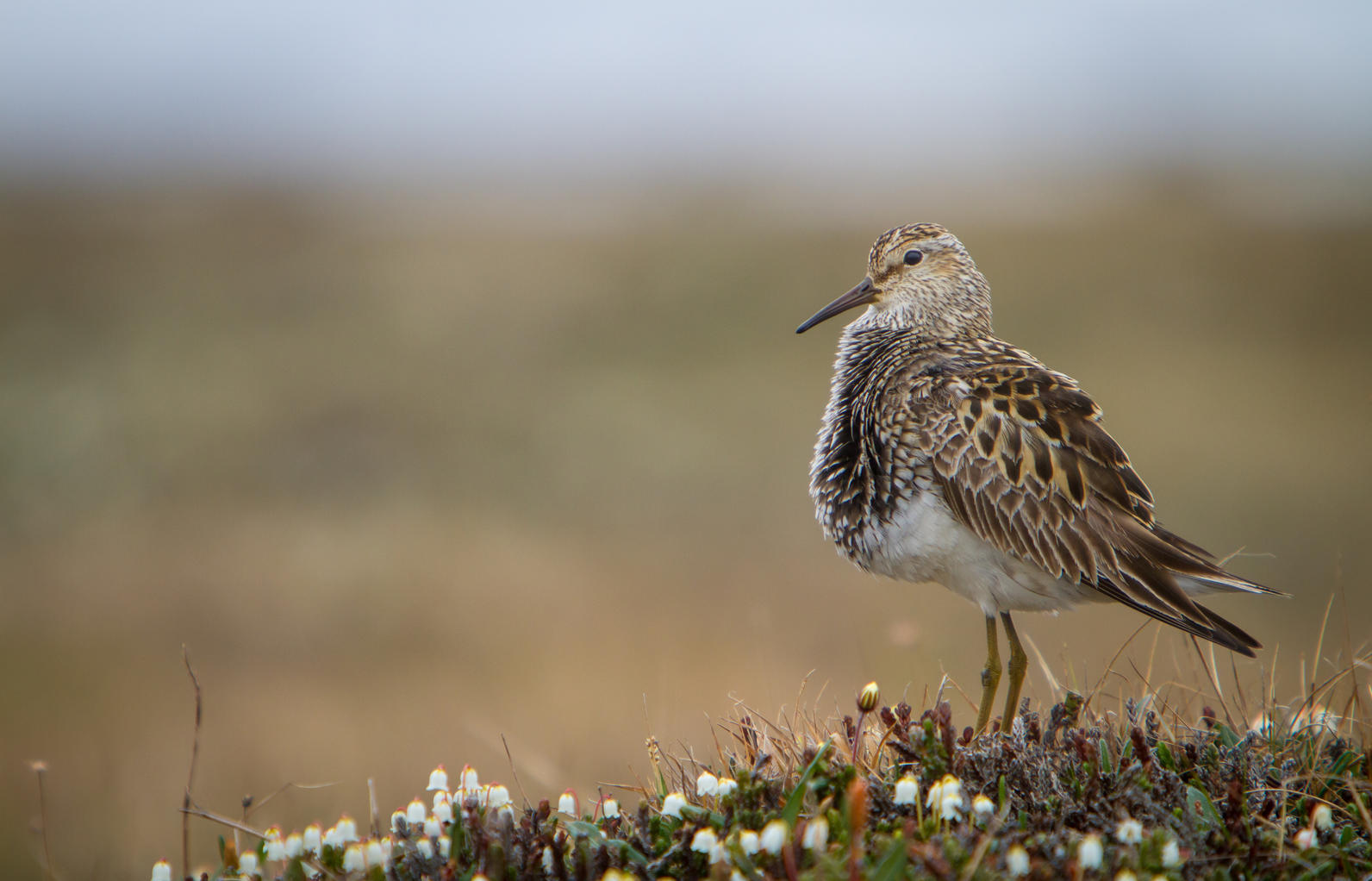 Pectoral Sandpiper. Pectoral Sandpiper.