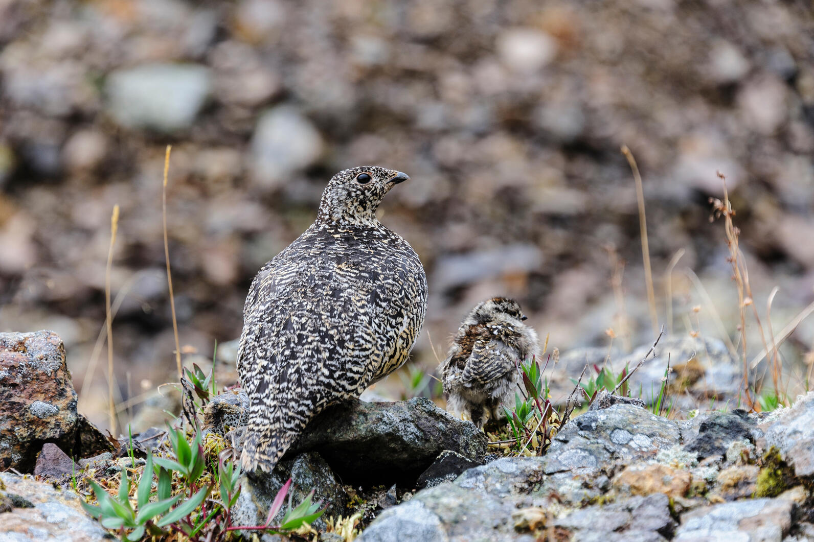 Female bird and chick